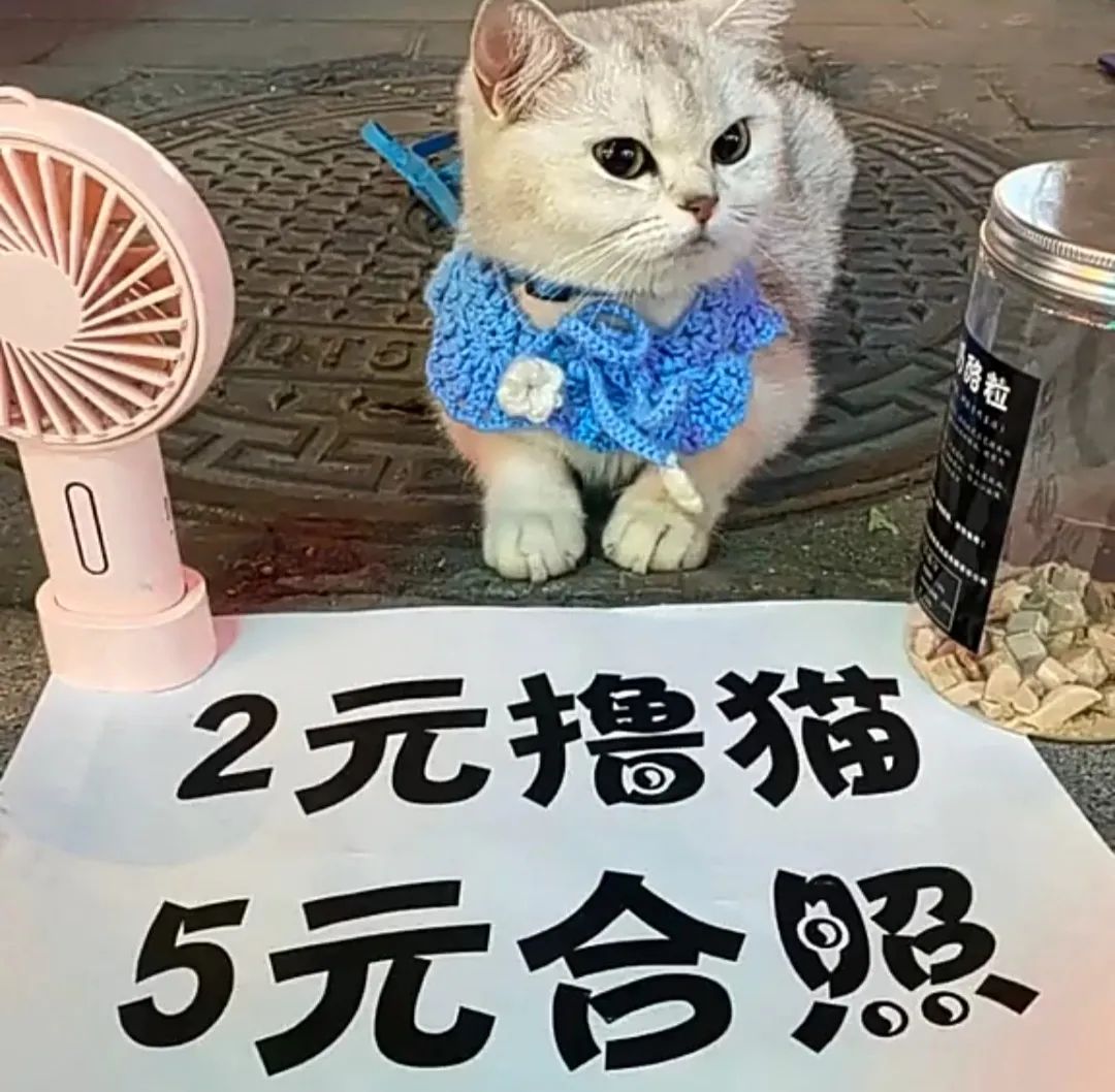 生活不易被迫营业的猫咪,猫咪独自在家铲屎官必做五件事