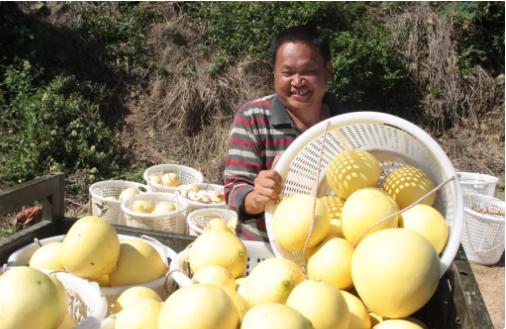 广西依靠水果脱贫致富,广西村官带领村民致富