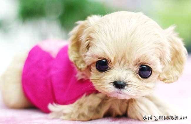 茶杯犬的饲养方法,饲养茶杯犬成本高吗