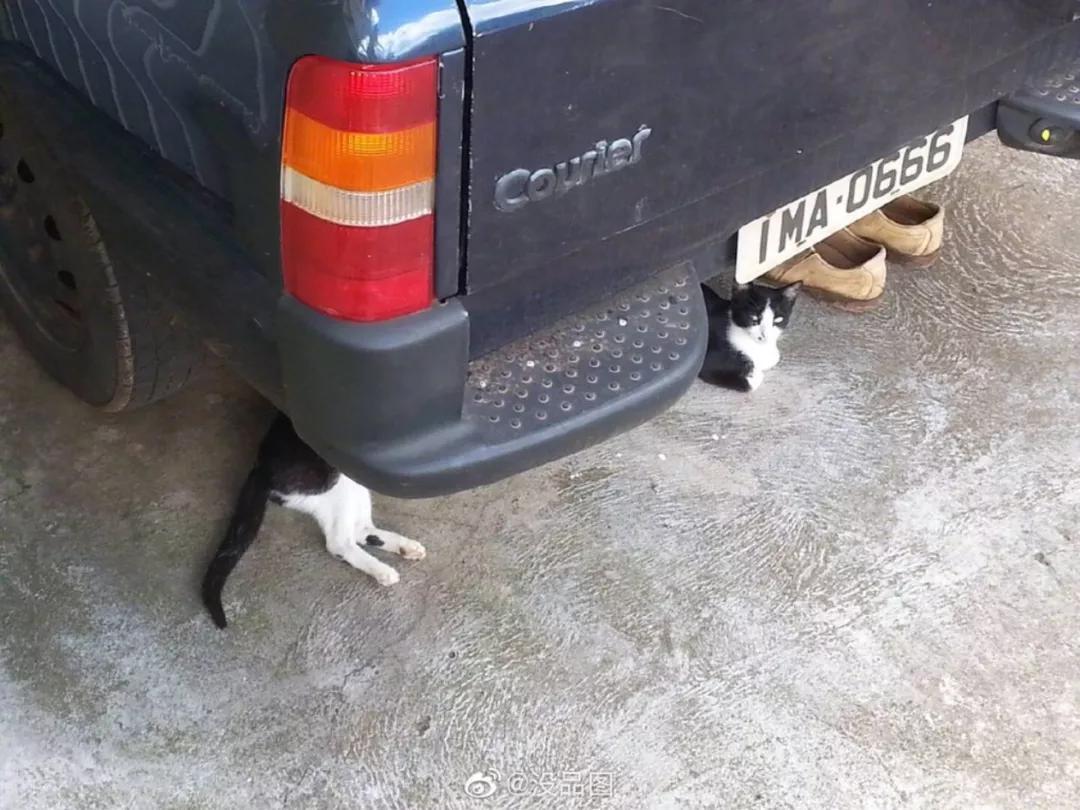 动物沙雕表情包搞笑,沙雕模仿动物表情包