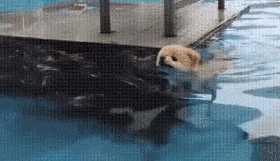 有什么防暑小妙招,狗狗防暑小常识