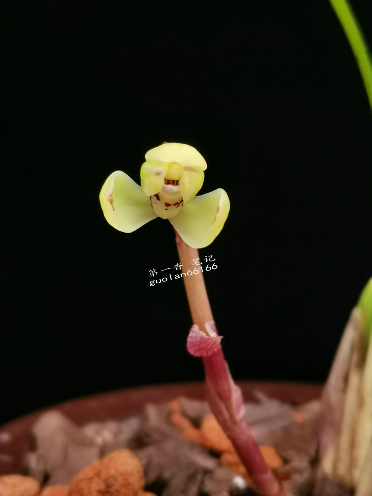 「花开欣赏」0340：春兰定缘梅单花竞开