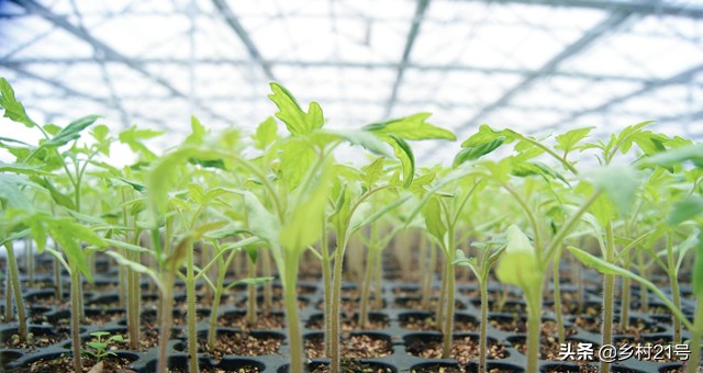 茄子开花不结果要施什么肥,茄子坐果少怎么解决