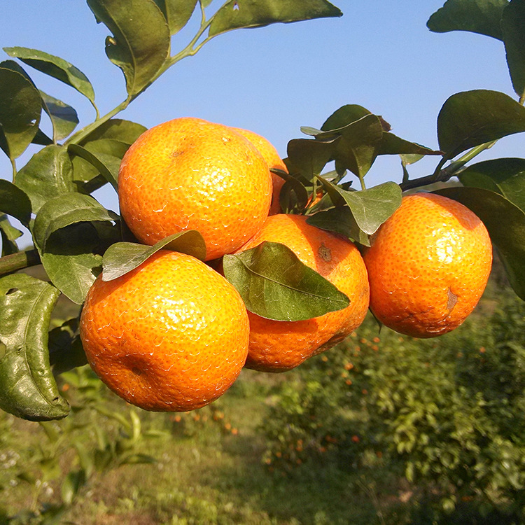 砂糖橘正不正宗,沙糖桔假货都有哪些品种