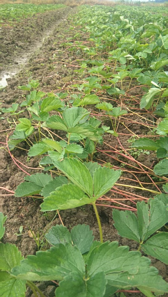 种植技术可以教你在家种草莓吗,头条种植技术分享