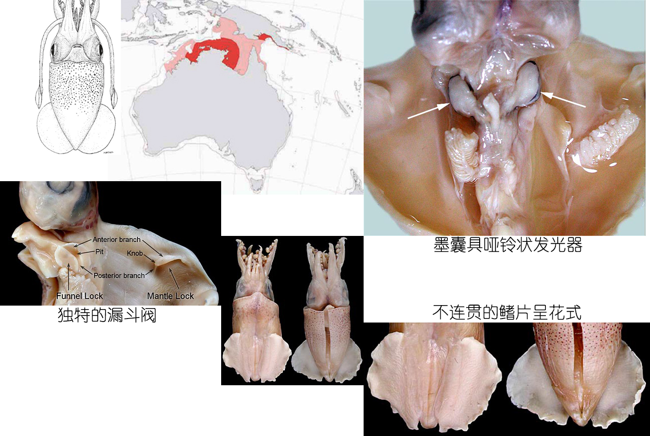 海鲜认知大全,海鲜认知大全虾