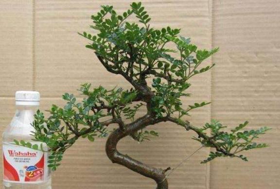 胡椒木盆景的养殖方法和技术图片,胡椒木盆景的造型都有哪些