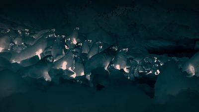 夜半*拍偷**下,成就今年第一部神级纪录片:黑暗下的生命,超乎想象