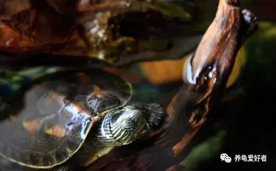 家养中华花龟怎么养,中华花龟新手饲养多少厘米的