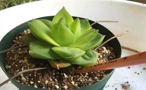 多肉一直不长怎么办,多肉一直不长新叶片