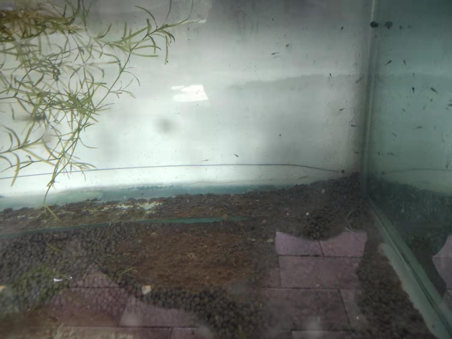 刚孵化出来的金鱼苗多久能喂食,刚出生的金鱼怎么喂小鱼虫