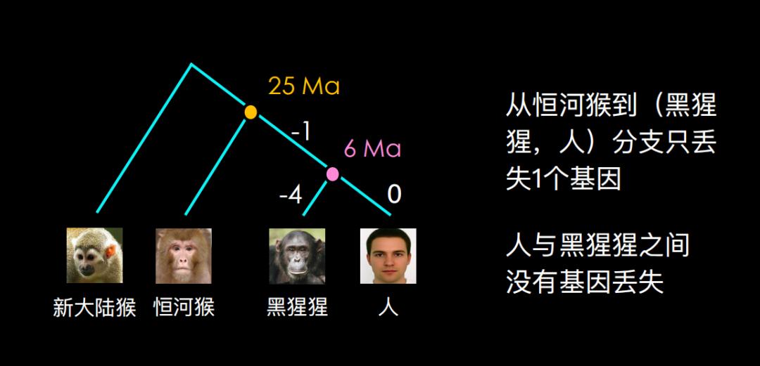 500万年后男性染色体会消失吗,未来男性会消失y染色体吗