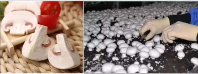 双孢菇斑点病怎么处理,双孢菇种植后怎么除虫