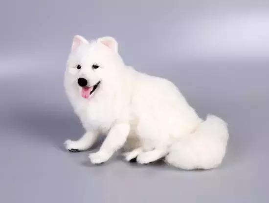 爱宠去世后该怎么办,爱宠离世过度伤心