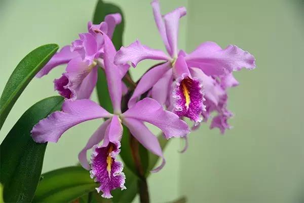 君子兰吊兰蝴蝶兰的图片,吊兰属不属于兰花的一种