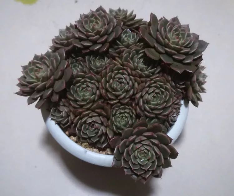 一花一世界多肉园艺,一花一世界一叶一菩提多肉植物