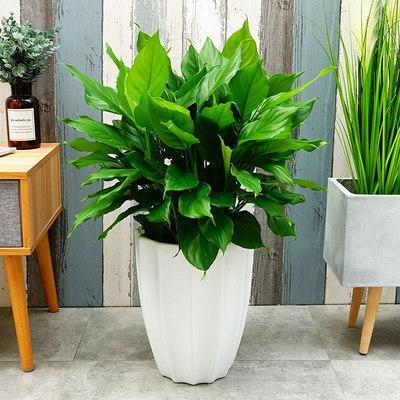 寓意财旺的花,十大吉祥花开图片