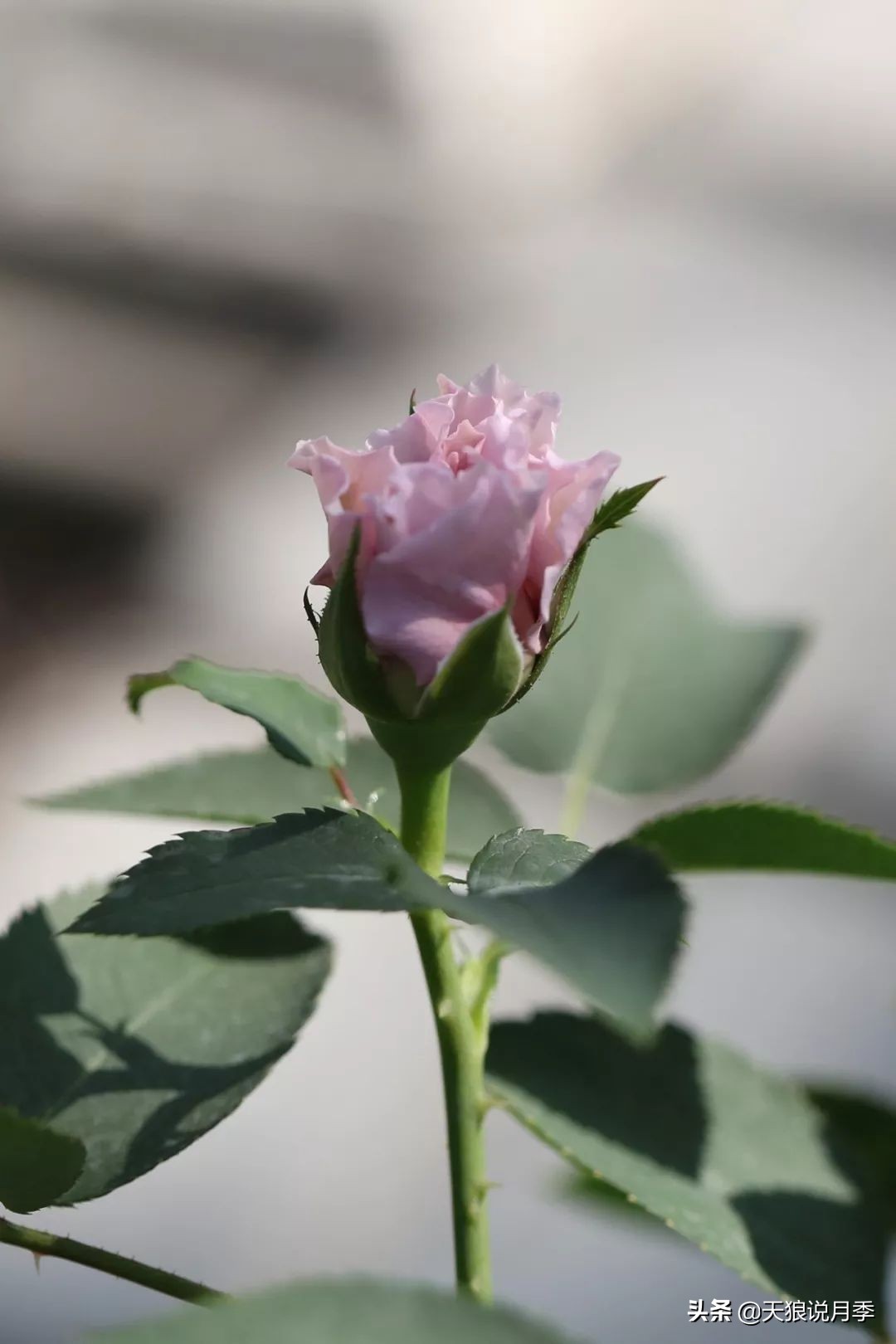 都说“最美人间四月天”，应该就是月季开花的模样吧！