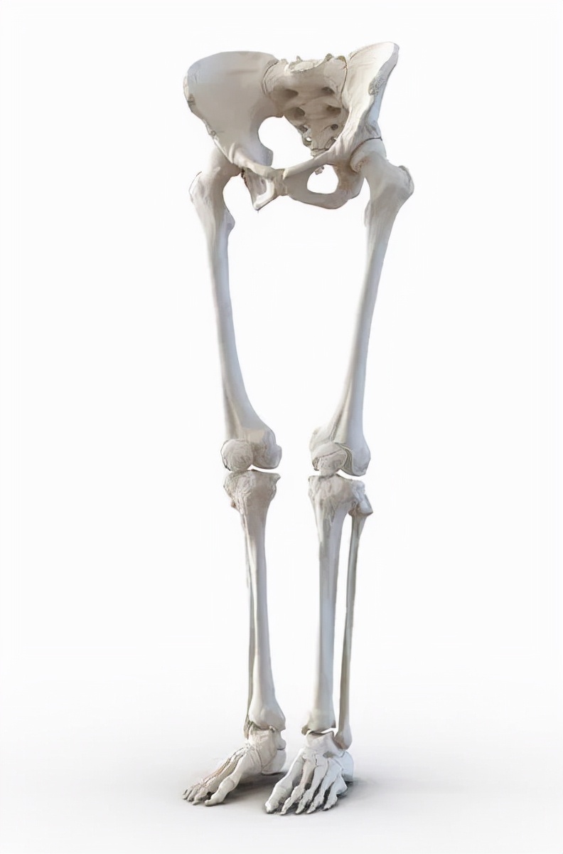 解剖列车|托马斯推荐的1个学习解剖的好方法