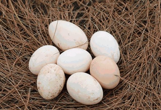 乡下带回裹着鸡屎的新鲜“土鸡蛋”可能藏着致命细菌!不能洗不能生吃