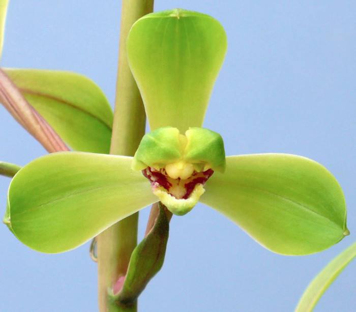 蕙兰怎么挽救最好,大花蕙兰买回第二年怎么养开花