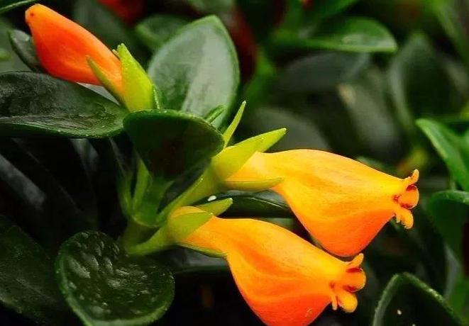 金鱼吊兰在什么季节里面才会开花,金鱼吊兰要有什么条件才能开花