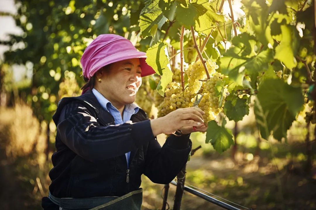 中国造葡萄酒,中国制造的葡萄酒