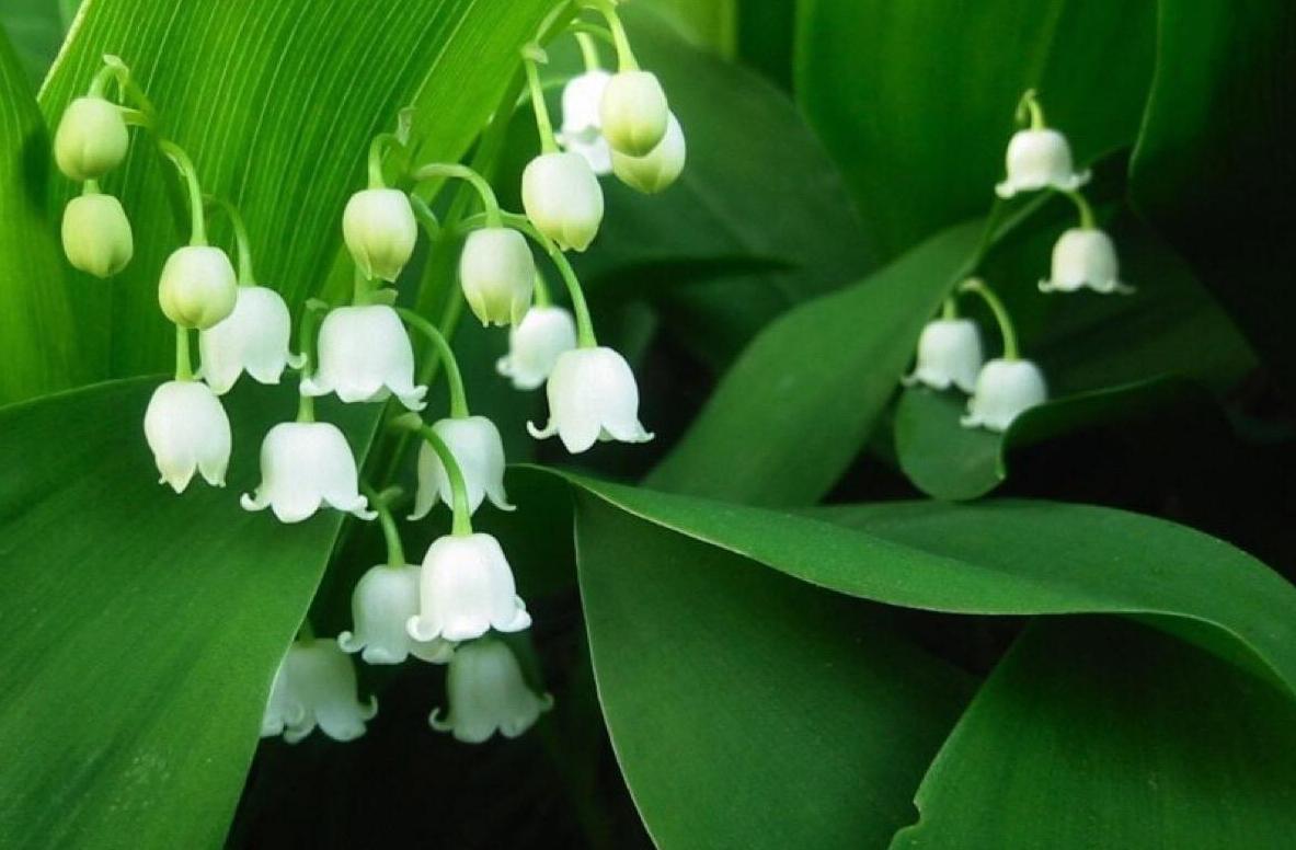 七夕还在送花？来个新玩法，带她去看世界上最昂贵的10种花