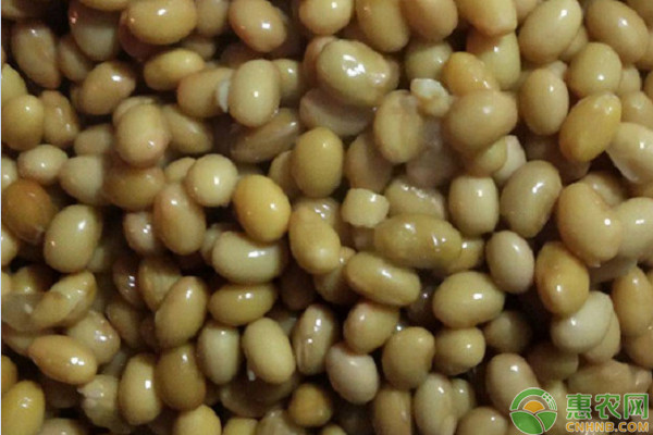 日本人吃的纳豆是什么品牌的,日本纳豆和中国纳豆有什么区别