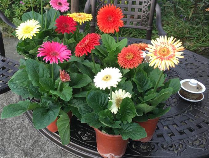 万寿菊感染斑枯病和花腐病,掌握这五个办法,枯萎病斑立马褪散