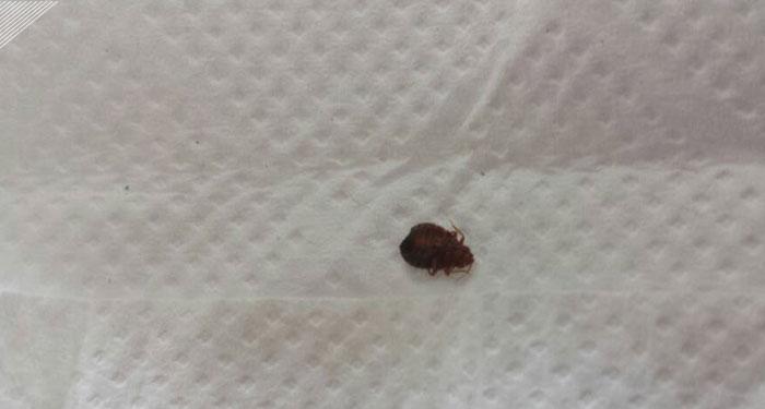 睡一觉醒来浑身发痒,一觉醒来浑身痒起包