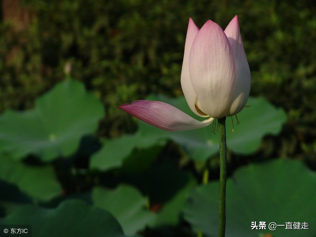 菜根谭作者洪应明简介,洪应明菜根谭全文及译文