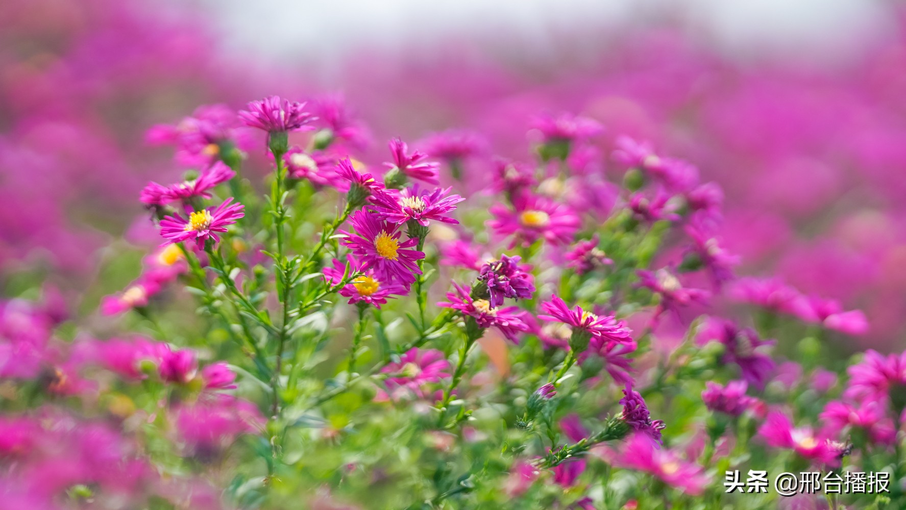 邯郸园博园值得一去吗,是什么限制了我的想像