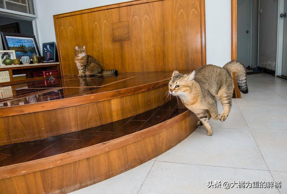 加菲猫在没人的时候乱撒娇,是什么让你选择了宠物