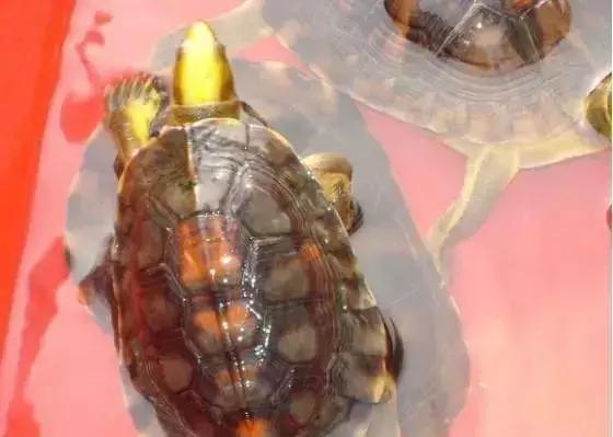 三线闭壳龟和潘氏闭壳龟区别,金头闭壳龟和三线闭壳龟同池