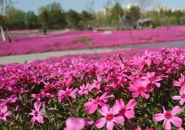 北京五环最美花海,附近免费景点踏青网红打卡地
