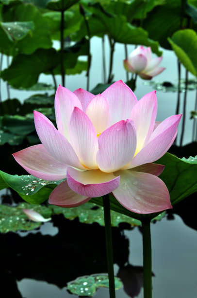 出淤泥而不染的莲花的下一句,莲花出淤泥而不染下一句是什么