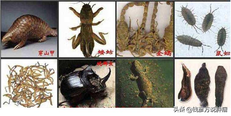 肺癌全凭中医能治好不,肺癌晚期坐着等死还是进行治疗