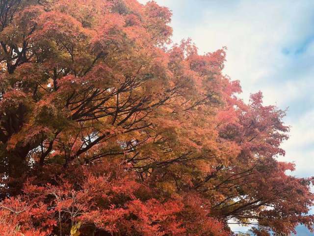 东京到镰仓和箱根攻略,东京箱根富士山镰仓