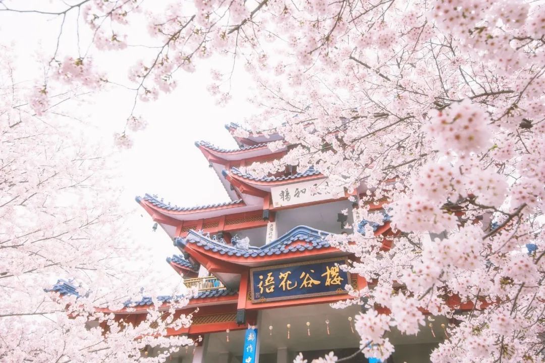 芳菲四月不负韶华,只闻花香不争朝夕唯美诗句