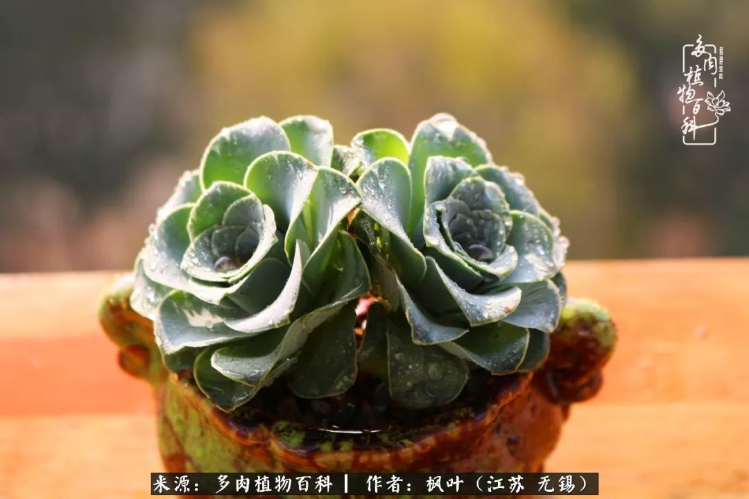 多肉与生命感悟,多肉时光