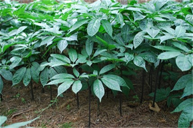 田七苗期病害,田七种植技术和产量