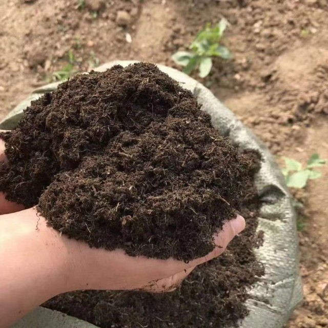 多肉植物能不能晒太阳和浇水,多肉植物太阳不直晒颜色就长不好