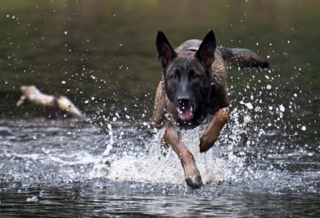 被禁养的狗有狗证也不行吗,马犬成都属于禁养犬吗