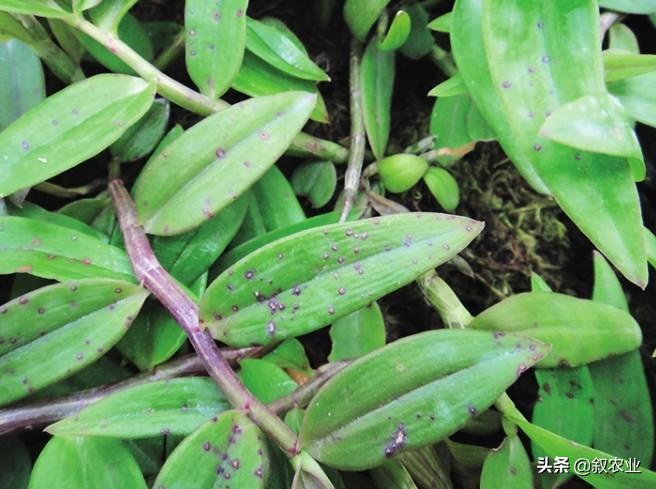 石斛根腐病是什么病害,兜唇石斛是啥意思