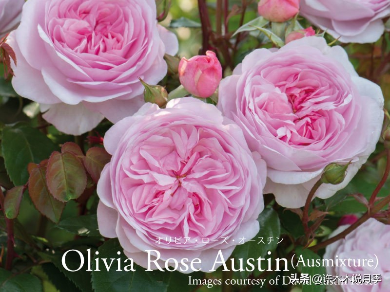 奥斯汀月季最佳品种,奥斯汀月季最好的品种