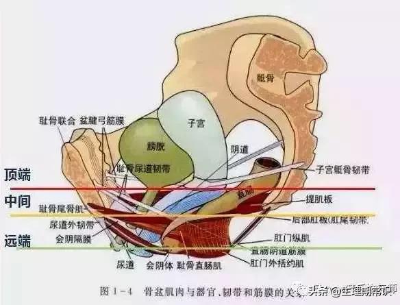 阴道里脱出块“肉”!