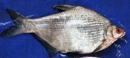 松花江名鱼排行,黑龙江和松花江的鱼