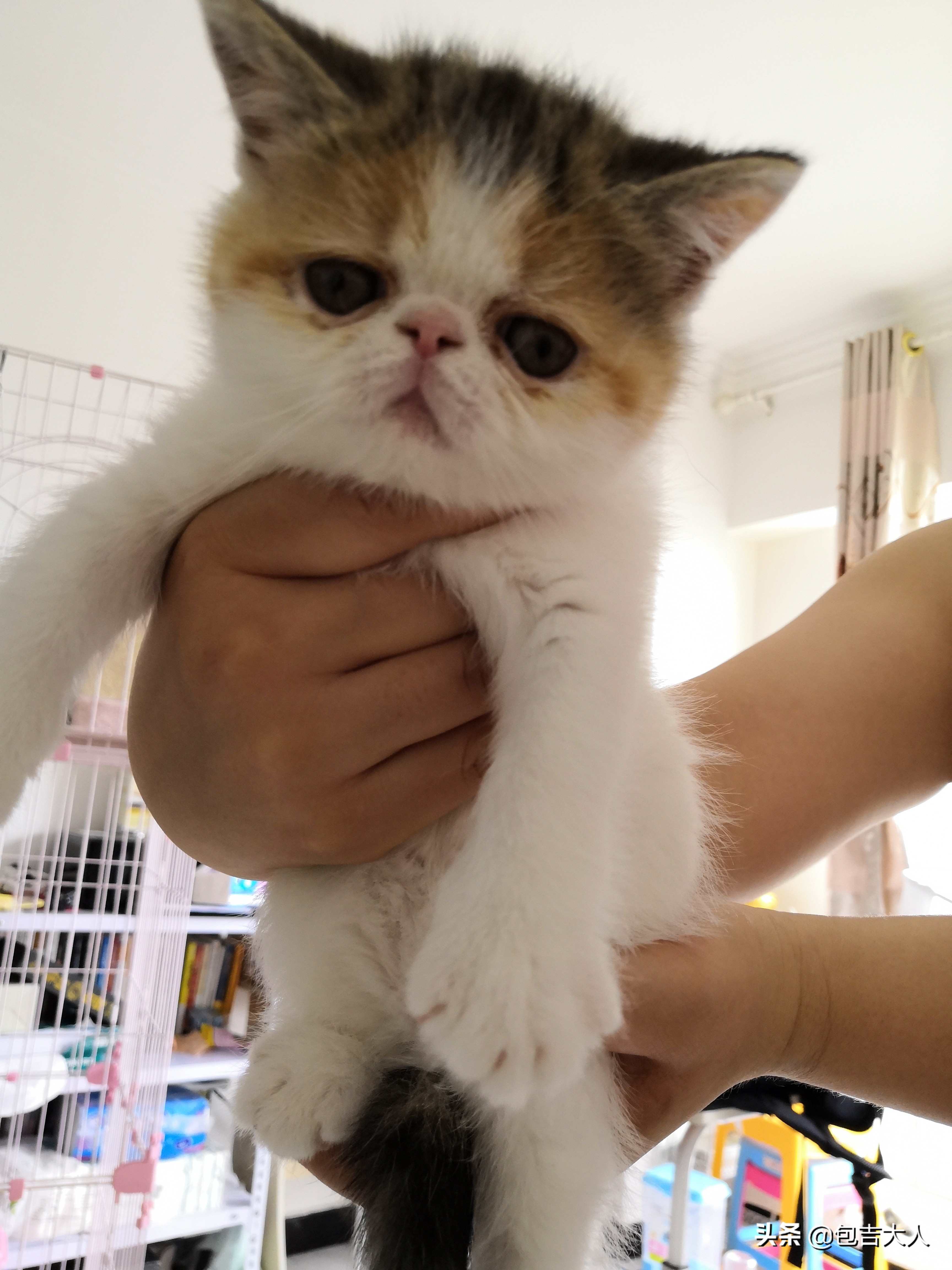 养猫经验杂谈论文摘要大全,养猫经验大分享