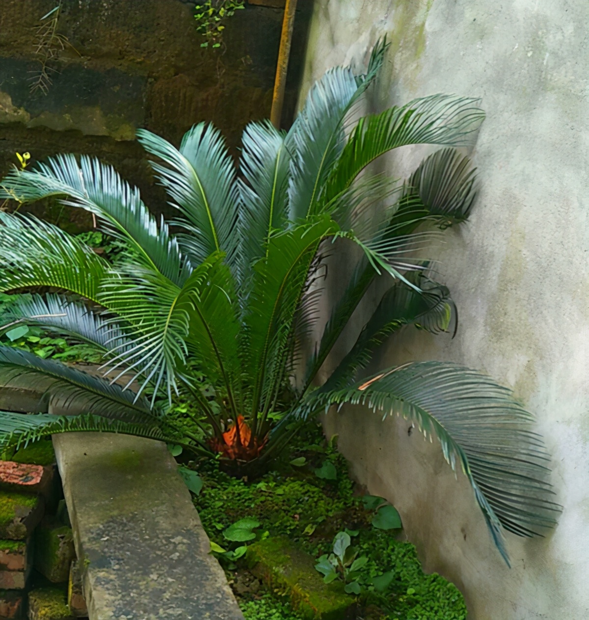 铁树用什么土好养活啊,铁树最好养的品种